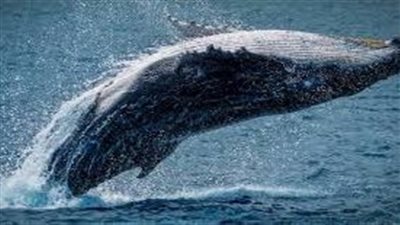 تفسير رؤية الحوت في المنام وعلاقتها بتحقيق مكاسب مالية كبيرة 