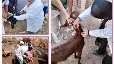 تحصين 150 ألف رأس أغنام وماعز في الشرقية 