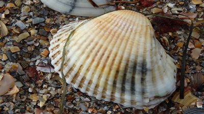  علماء يدرسون إمكانية الحصول على معادن نادرة من البحر الأسود