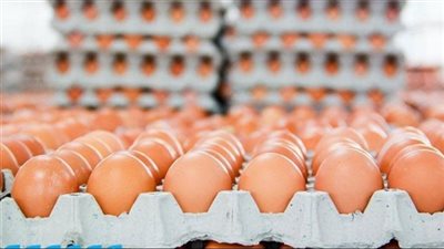  أسعار البيض اليوم الأحد في الأسواق