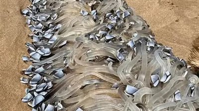 ظهور مخلوق غريب يشبه الأصداف الصغيرة على شواطئ أستراليا