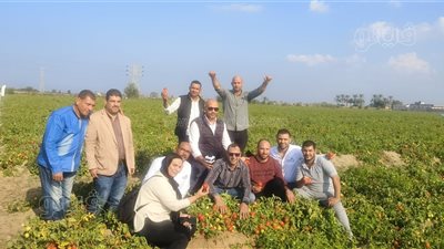 الأحمر بيزين الغيطان، حصاد محصول الطماطم بالدقهلية (فيديو وصور)