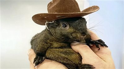 ماسك يدين قتل سنجاب Peanut بسبب خطر داء الكلب