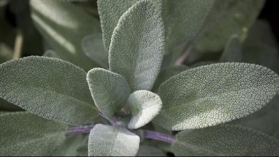 فوائد الميرمية، تقوي الذاكرة وتحمي من السرطان وتقوي المناعة 