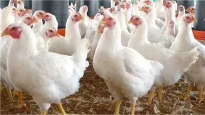 الدواجن البيضاء تسجل 78 جنيها، أسعار الدواجن اليوم الإثنين بالبحيرة (فيديو)