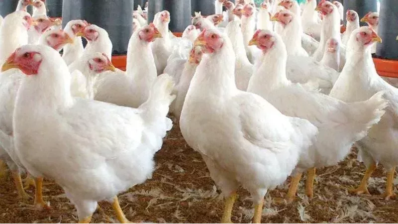 أسعار الدواجن بمحافظة