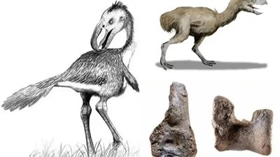 العلماء يكتشفون عظام طائر آكل للحوم البشر بعد 12 مليون عام طوله 3 أمتار