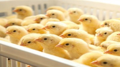 سعر الكتكوت الأبيض اليوم الثلاثاء في الأسواق