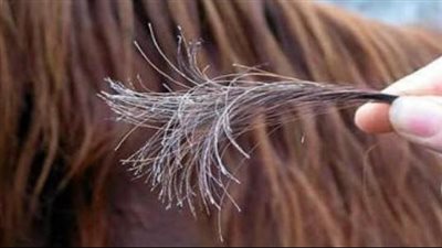 وصفة طبيعية لعلاج تقصف الشعر وإعادة تنعيمه