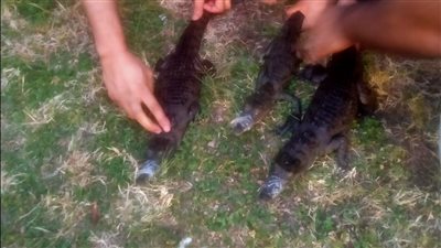 البيئة تنجح في إنقاذ 20 حيوانًا مهددًا بالانقراض (صور)