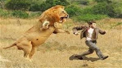 تفسير حلم مطاردة الأسد في المنام وعلاقته بالانتصار على الأعداء 