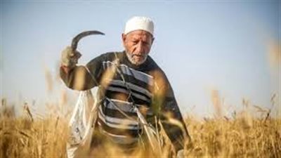 تفسير حلم حصاد القمح في المنام وعلاقته بتحقيق الأماني والطموحات 