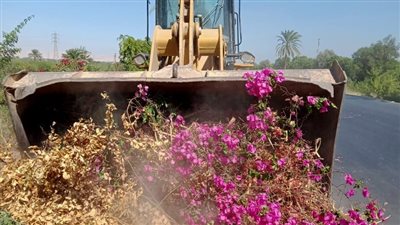 تهذيب الأشجار ورفع 12 طن أتربة غرب الأقصر