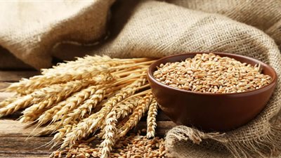 إطلاق مشروع تعزيز الأمن الغذائي في مصر من خلال دعم صغار مزارعي القمح