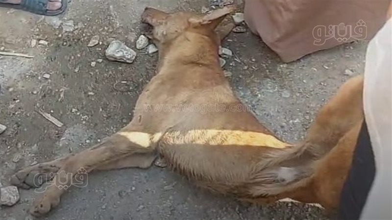 الإمساك بحيوان غريب