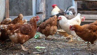 ارتفاع أسعار الدواجن 3 جنيهات اليوم الخميس 