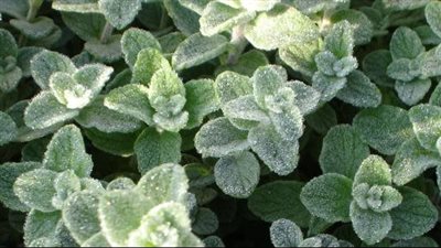 فوائد الزعتر، مهم لصحة الجهاز الهضمي والتنفسي ويقاوم الاكتئاب 