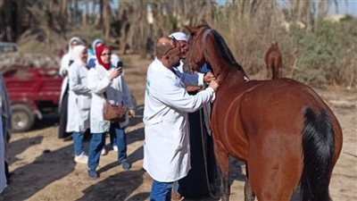 الزراعة تفحص وتعالج 1500 حيوان بمنطقة سقارة لرعاية الحيوانات الأليفة فى المناطق السياحية
