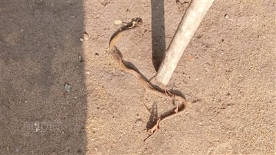 ثعبان يثير الذعر داخل مدرسة بالمنوفية