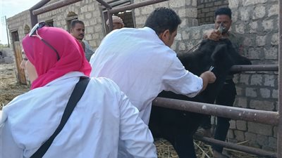 بيطري الفيوم تحصن 5750 رأس ماشية خلال أكتوبر 