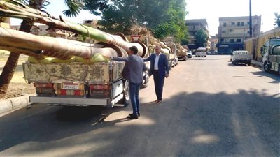 رئيس مدينة الأقصر: زراعة 50 نخلة ملوكي بالشوارع والميادين 