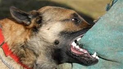 كلب مسعور يصيب 15 شخصًا في المنيا