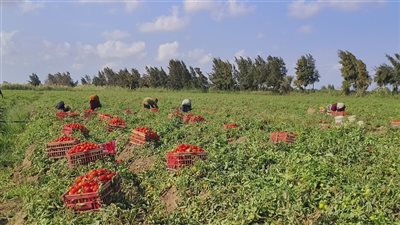 نزلت لـ 10 جنيهات للكيلو بالأسواق، جولة بحقول الطماطم في الدقهلية (فيديو وصور)