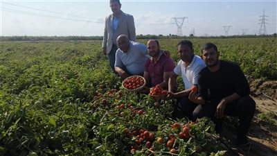 للزراعة في أي أرض، نصائح مهمة لزراعة الطماطم بالدقهلية (فيديو وصور)