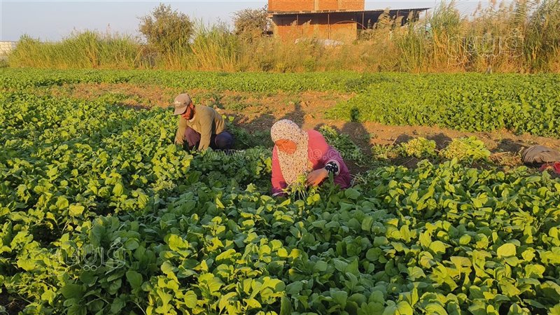 زراعة الجرجير، فيتو