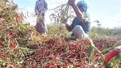 زراعتها تستغرق 6 أشهر، اكتشف مراحل تنشيف وطحن الشطة الحمراء بالمنيا (فيديو) 