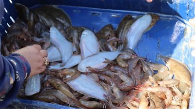 بحيرة قارون تصل لذروة إنتاجها من الجمبري بعد سنوات من التلوث وتراجع الإنتاجية 