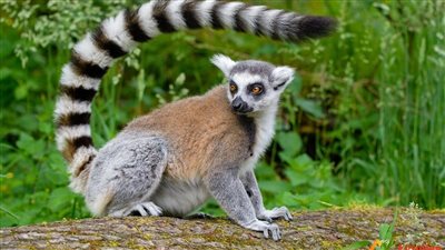 مخلوق غامض يبث الرعب في قلوب سكان ولاية فيرجينيا الأمريكية 