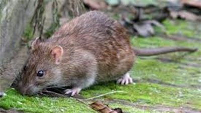 تفسير حلم عضة الفأر في المنام وعلاقته بتفريج الكرب وزوال الحزن 