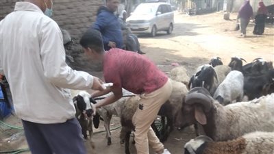 تقديم 2946 خدمة بيطرية في قرى المنيا ضمن قوافل علاجية مجانية