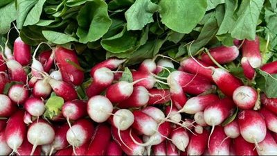 فوائد الفجل، يعالج التهابات المفاصل ويحسن صحة الكبد ويقوي المناعة