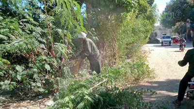 استمرار أعمال قص وتهذيب الأشجار ورفع مستوي النظافة بأرمنت غرب الأقصر (صور)