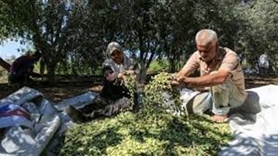 تفسير حلم جمع الزيتون في المنام وعلاقته بالكثير من الخير والرزق 