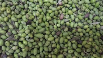 زراعة الفيوم تفتتح موسم عصر الزيتون بوحدة الصناعات الغذائية