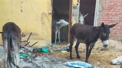 حقيقة الصور المتداولة لذبح الحمير في القليوبية 