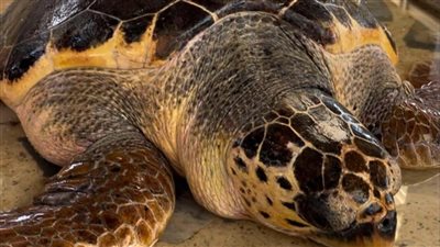 تاجر ينقذ سلحفاة نادرة قبل بيعها في الإسماعيلية (فيديو وصور) 