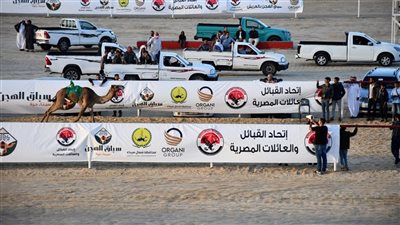 وزير الرياضة ومحافظ شمال سيناء يشهدان ختام المرحلة النهائية لمهرجان الهجن