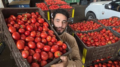 أسعار الخضروات والفاكهة في سوق الجملة بأكتوبر.. كرتونة الطماطم تصل لـ 250 جنيها وكيلو البرتقال بـ 11.. وتخفيضات على شراء الكميات الكبيرة (فيديو وصور) 