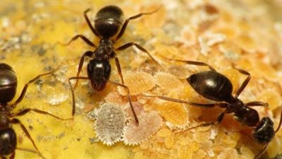 تفسير رؤية النمل الأسود في المنام وعلاقته بالحسد والحقد من أشخاص مقربين 