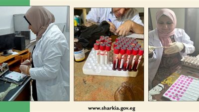 بيطري الشرقية: فحص 10140 رأس ماشية ضد البروسيلا والسل 