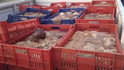 ضبط طن ونصف الطن لحوم فاسدة خلال حملة مكبرة في البدرشين (صور)