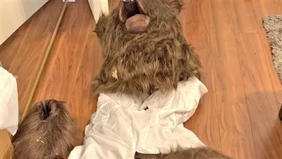 النصب على شركات تأمين بملابس دب، تفاصيل واقعة احتيال مثيرة