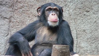  هروب شمبانزي عدوانى من حديقة حيوان يثير الذعر فى الكويت (فيديو)