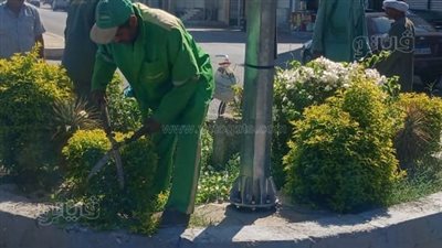 تشجير الميادين العامة في الأقصر استعدادا لأعياد الميلاد (صور)