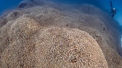 أبعاده تقارب خمسة ملاعب للتنس، اكتشاف أكبر مرجان في العالم 