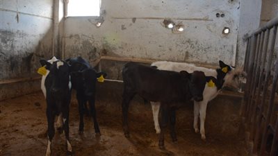 لمدة شهر، انطلاق الحملة القومية الثالثة لتحصين الماشية بالبحيرة